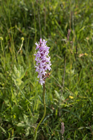 Dactylorhiza praetermissa, Common or Southern Marsh Orchids