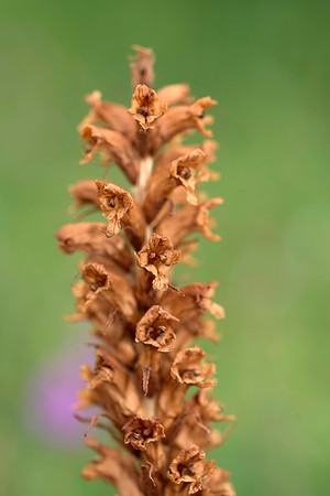 Orobanche eliator,  Tall or Knapweed Broomrape, Noar Hill, 17th July 2015
