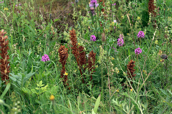 Orobanche eliator,  Tall or Knapweed Broomrape, Noar Hill, 17th July 2015