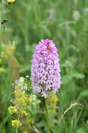Anacamptis pyramidalis, Pyramid Orchid. Noar Hill, 17th July 2015