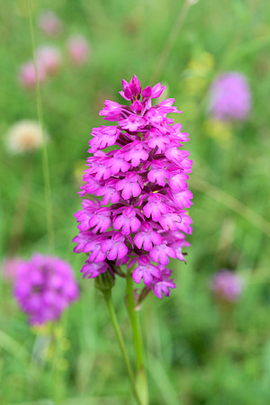 Anacamptis pyramidalis, Pyramid Orchid. Noar Hill, 17th July 2015