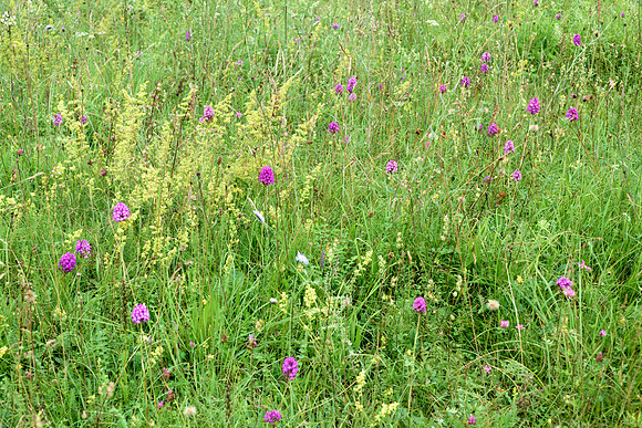 Herminium monorchis. Selborne, 17th July 2015.