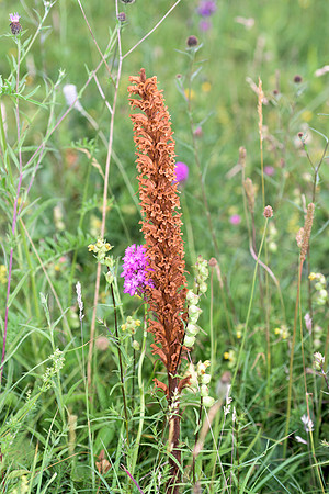 Orobanche elatior,  Tall or Knapweed Broomrape, Noar Hill, 17th July 2015