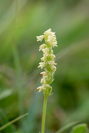 Herminium monorchis, Musk Orchid. Selborne 17th July 2015