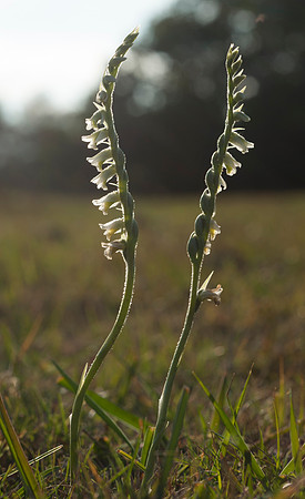Spiranthes spiralis, Autumn Ladies-tresses