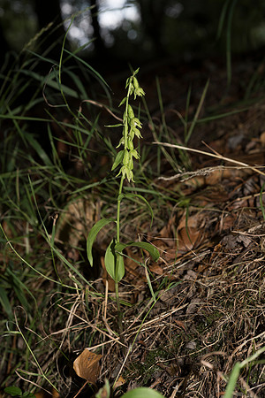 Epipactis phyllanthes var. vectensis. Isle of Wight Helleborine. Nursling, July 2015