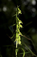 Cephalanthera & Epipactis, Helleborines