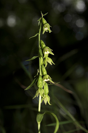 Epipactis phyllanthes var. vectensis. Isle of Wight Helleborine. Nursling, July 2015