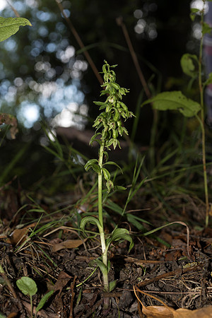 Epipactis phyllanthes var. vectensis. Isle of Wight Helleborine. Nursling, July 2015