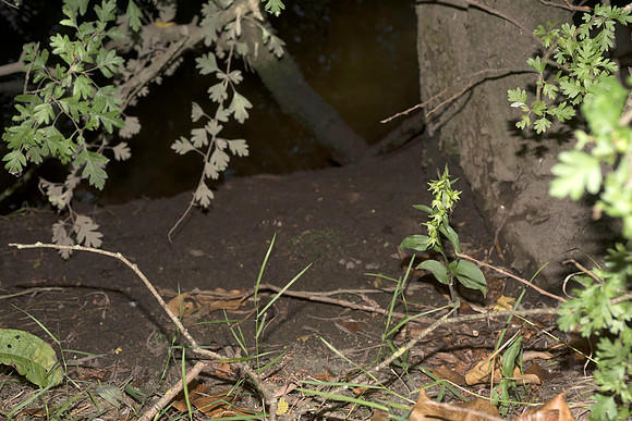 Epipactis phyllanthes var. vectensis. Isle of Wight Helleborine. Nursling, July 2015