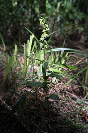 Epipactis helleborine, Broad-leaved Helleborine. Nursling, July 2015