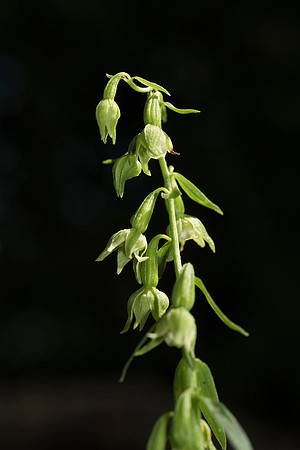 Epipactis phyllanthes var. vectensis. Isle of Wight Helleborine. Nursling, July 2015