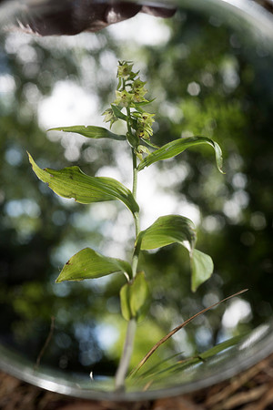 Epipactis phyllanthes var. vectensis. Isle of Wight Helleborine. Nursling, July 2015