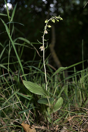 Epipactis helleborine, Broad-leaved Helleborine. Nursling,  July 2015