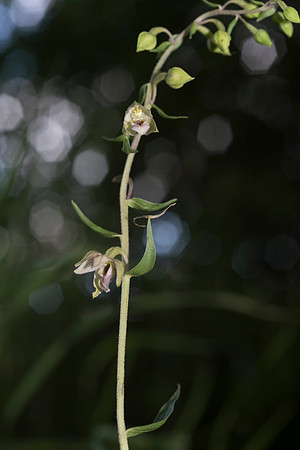 Epipactis helleborine, Broad-leaved Helleborine. Nursling,  July 2015