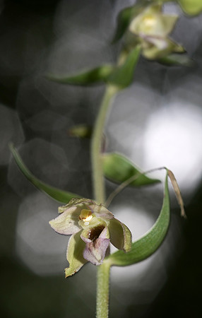 Epipactis helleborine, Broad-leaved Helleborine. Nursling,  July 2015