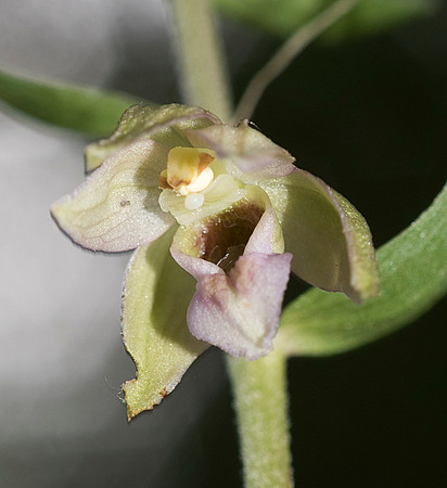 Epipactis helleborine, Broad-leaved Helleborine. Nursling,  July 2015
