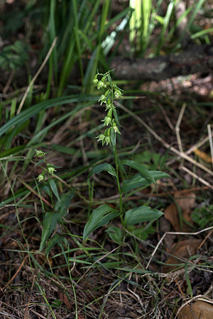 Epipactis phyllanthes var. vectensis. Isle of Wight Helleborine. Nursling, July 2015