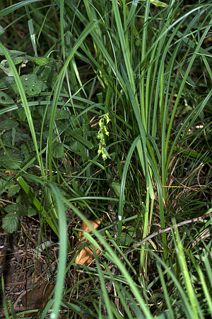 Epipactis phyllanthes var. vectensis. Isle of Wight Helleborine. Nursling, July 2015