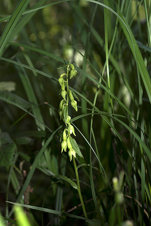 Epipactis phyllanthes var. vectensis. Isle of Wight Helleborine. Nursling, July 2015