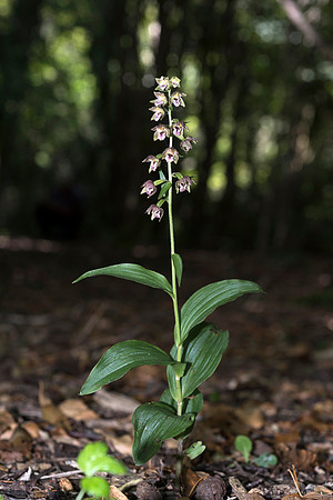 Epipactis helleborine, Broad-leaved Helleborine Pepperbox Hill,  July 2015
