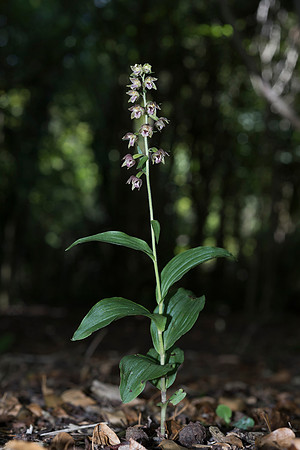 Epipactis helleborine, Broad-leaved Helleborine Pepperbox Hill,  July 2015