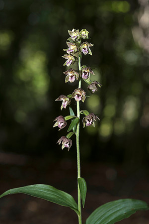 Epipactis helleborine, Broad-leaved Helleborine Pepperbox Hill,  July 2015