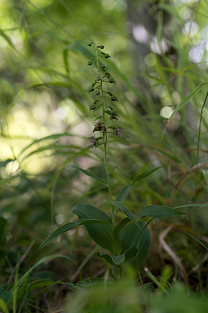 Epipactis helleborine, Broad-leaved Helleborine Pepperbox Hill,  July 2015