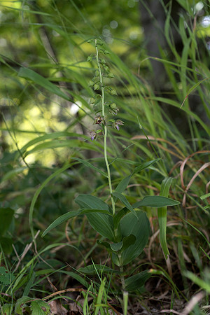 Epipactis helleborine, Broad-leaved Helleborine Pepperbox Hill,  July 2015