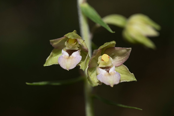Epipactis helleborine, Broad-leaved Helleborine, Nursling,  July 2015