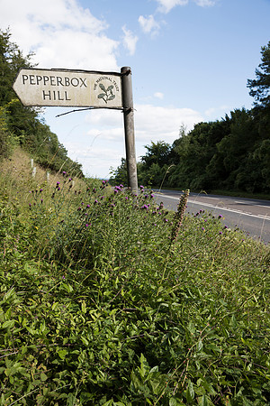 Epipactis helleborine, Broad-leaved Helleborine Pepperbox Hill,  July 2015