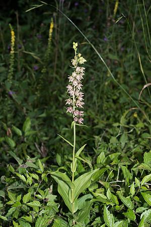 Epipactis helleborine, Broad-leaved Helleborine Pepperbox Hill,  July 2015