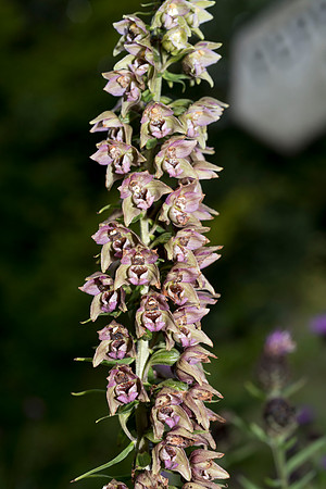 Epipactis helleborine, Broad-leaved Helleborine Pepperbox Hill,  July 2015