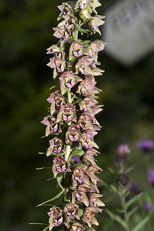Epipactis helleborine, Broad-leaved Helleborine Pepperbox Hill,  July 2015