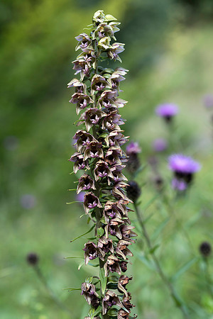 Epipactis helleborine, Broad-leaved Helleborine Pepperbox Hill,  July 2015