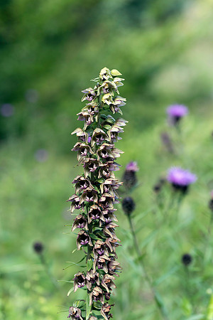 Epipactis helleborine, Broad-leaved Helleborine Pepperbox Hill,  July 2015