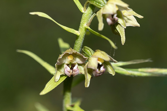 Epipactis helleborine, Broad-leaved Helleborine Pepperbox Hill,  July 2015
