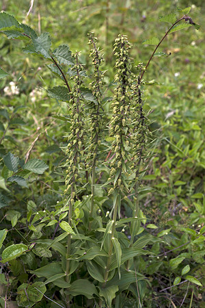 Epipactis helleborine, Broad-leaved Helleborine Pepperbox Hill,  July 2015