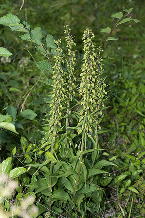 Epipactis helleborine, Broad-leaved Helleborine Pepperbox Hill,  July 2015