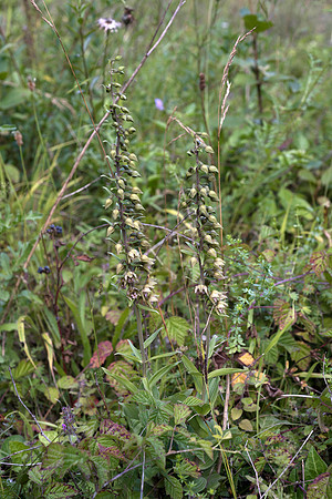 Epipactis helleborine, Broad-leaved Helleborine Pepperbox Hill,  July 2015