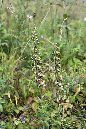Epipactis helleborine, Broad-leaved Helleborine Pepperbox Hill,  July 2015