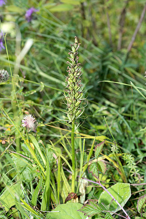 Epipactis helleborine, Broad-leaved Helleborine Pepperbox Hill,  July 2015