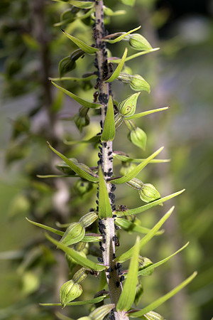 Epipactis helleborine, Broad-leaved Helleborine Pepperbox Hill,  July 2015