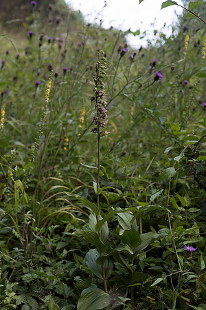 Epipactis helleborine, Broad-leaved Helleborine Pepperbox Hill,  July 2015