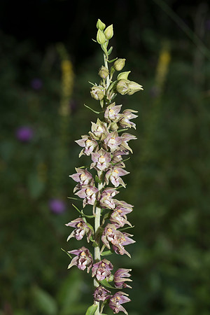 Epipactis helleborine, Broad-leaved Helleborine Pepperbox Hill,  July 2015