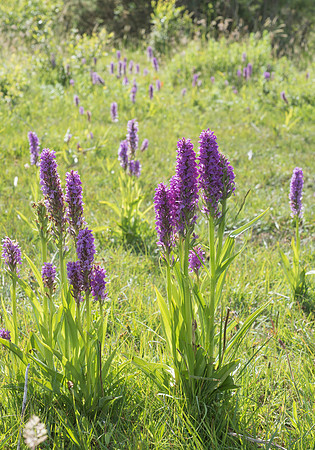 Dactylorhiza praetermissa, Common or Southern Marsh Orchids