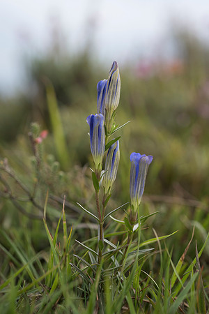 Gentiana pneumonanthe, Marsh Gentian. New Forest. 11th Sept. 2015.