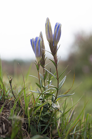 Gentiana pneumonanthe, Marsh Gentian. New Forest. 11th Sept. 2015.