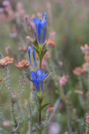 Gentiana pneumonanthe, Marsh Gentian. New Forest. 11th Sept. 2015.