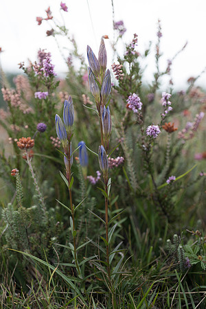 Gentiana pneumonanthe, Marsh Gentian. New Forest. 11th Sept. 2015.
